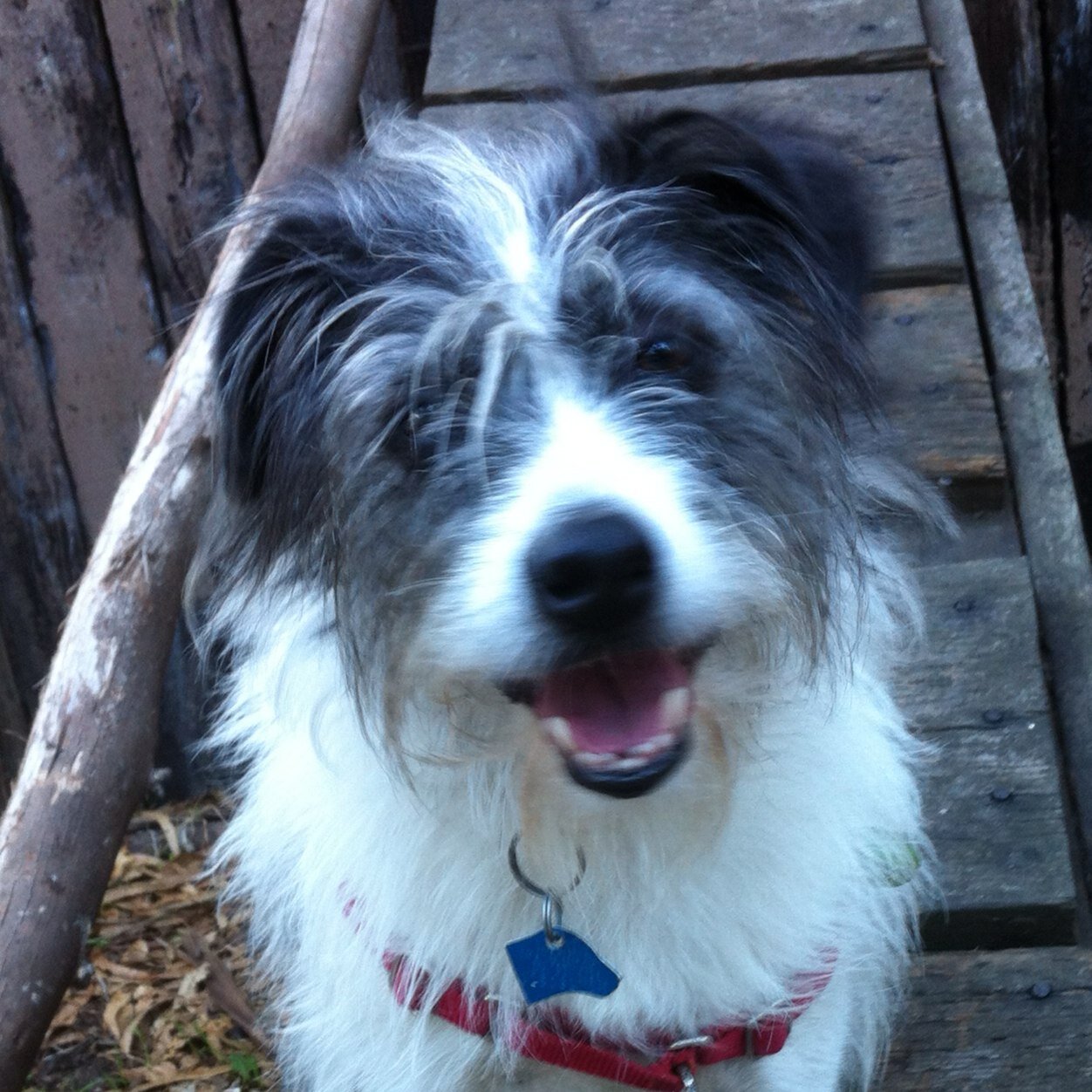 foxboy's profile picture. Dedicated Foxes fan, Alfa nut and digital marketer.