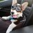 HaHaFunnyDogs's profile image