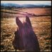 WLU Equestrian (@generalsriding) Twitter profile photo