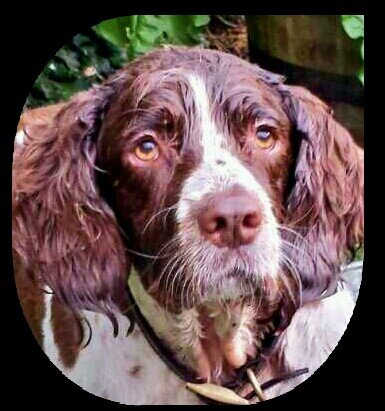 Chillaxed springer, happily spoiled and born to run!