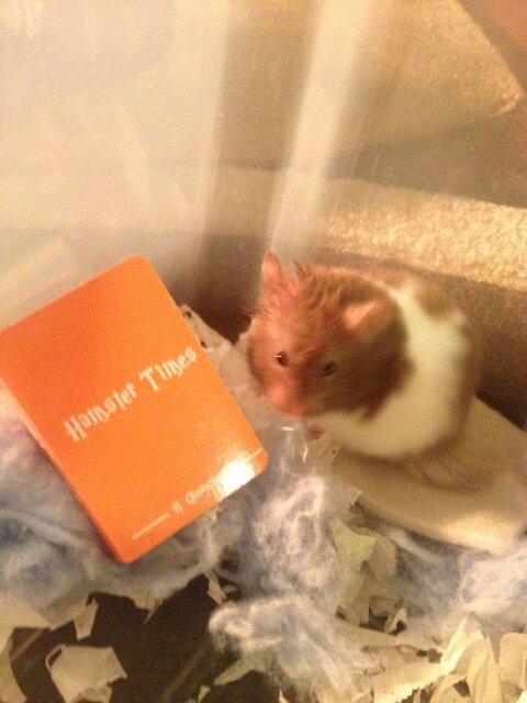 hamster_times Profile Picture