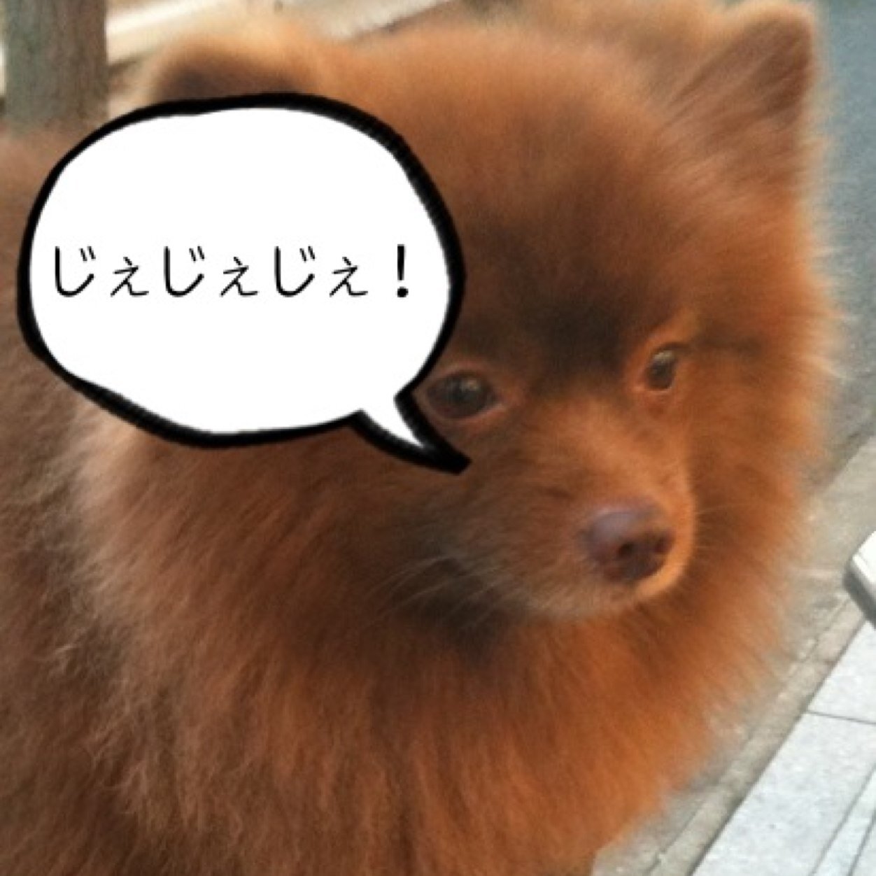ドーナツ犬 Yukawa2to11 Twitter ドーナツ犬 Yukawa2to11 Twitter