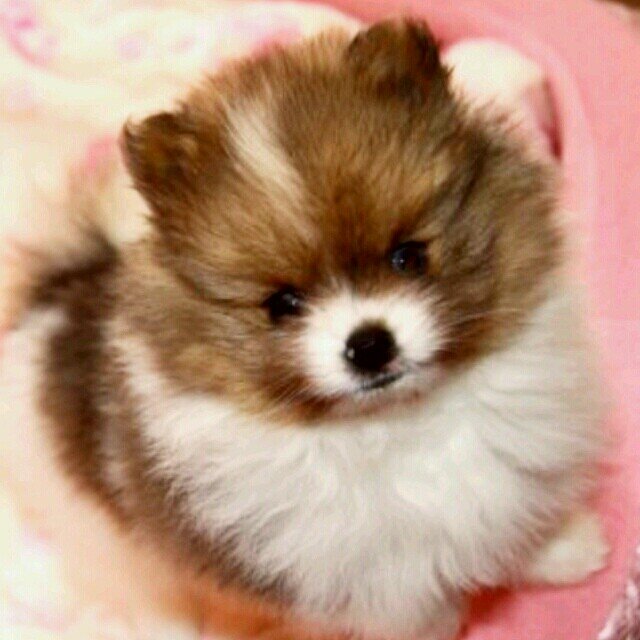 ポメラニアン：ぽんた♂ 2013.12.09生まれの10歳。オッドアイ。好き：鴨肉,乾燥りんご🍎,鯖缶(犬猫用)。飼い主：@yuuiyuri

ジャックラッセルテリア：レオ♂2013.09.25生まれの10歳。
無言フォロー失礼致します💦陰ながらガン見👀させて頂いております！
みんな可愛い(⋈◍＞◡＜◍)。✧♡