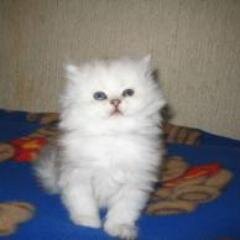 roi_fille's profile picture. 