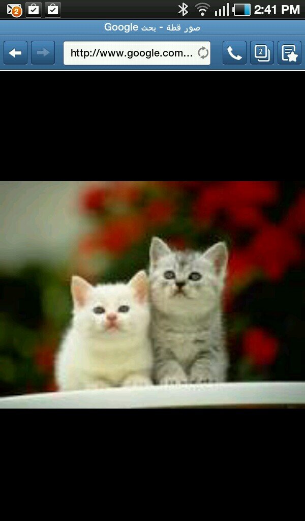 mo7mad352's profile picture. 