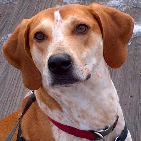 toxarvidson's profile picture. Mainer, hound owner, and terrible short game.