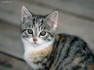 (Mama Tiger)(Papa Blizzard)(Bro Monster) I'm very hyper,evil. #Taken #She-kit #Unborn (Best Friend Mistpaw)(Love Jaypaw)(Grand Black and Scream)