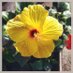 Cheryl (@lechman03) Twitter profile photo