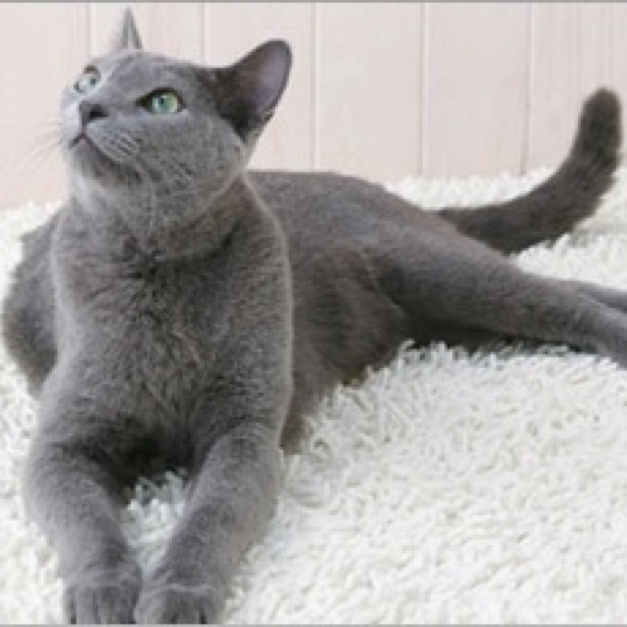 ds9caster's profile picture. 