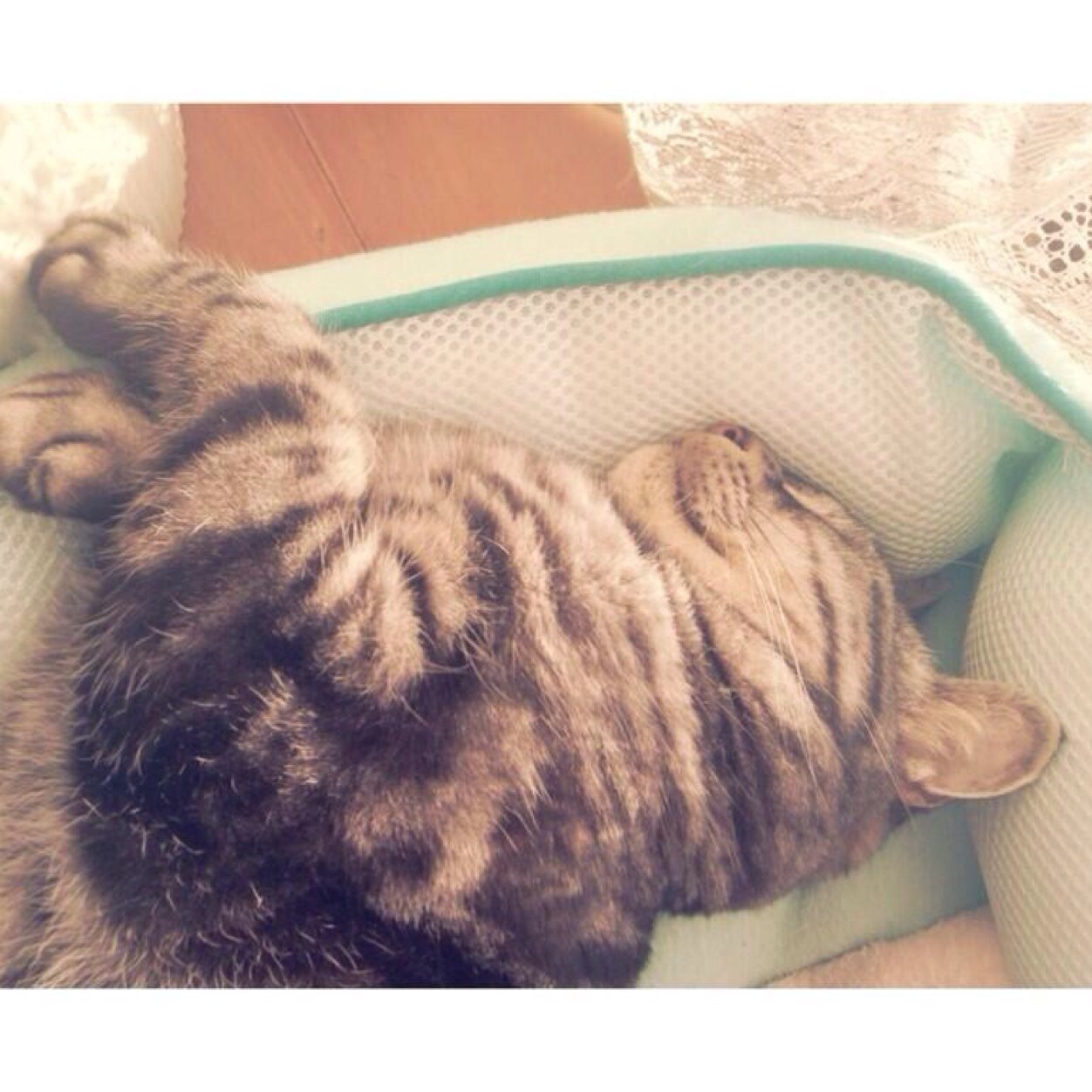 高2/理系/中高一貫/てきとーに呟いてます。(´ω｀) フォロリクお気軽に.*･ﾟ