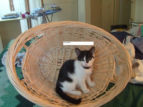 Im a cat, I like food, Im chubby.