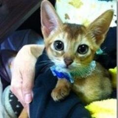 猫とお笑いとお相撲が大好きです♪
よろしくお願いします＾＾v