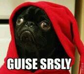 SerzFacts's profile picture. Posting the most serz facts on teh internet