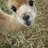 Atheist Alpaca
