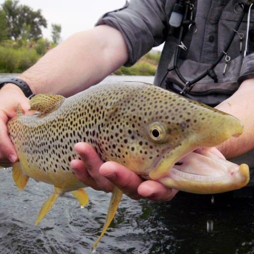 News, insight and updates on fishing throughout Northern Wyoming and the surrounding region.
