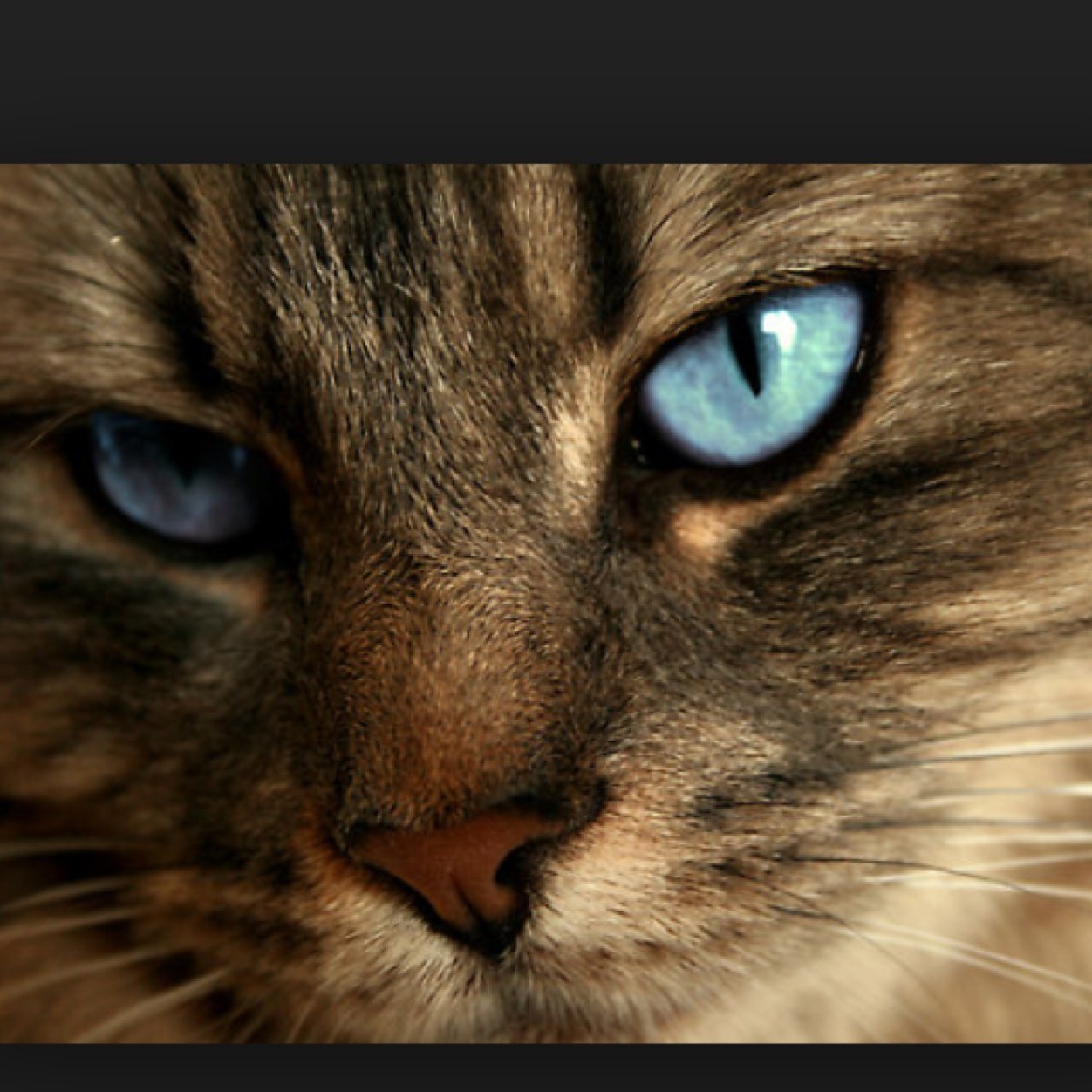 A brown tom with white paws and blue eyes (clan:meadowclan) mom:@sparkymon13 dad:@brambleheart64 yet very friendly