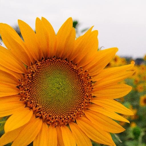 howlchen's profile picture. 