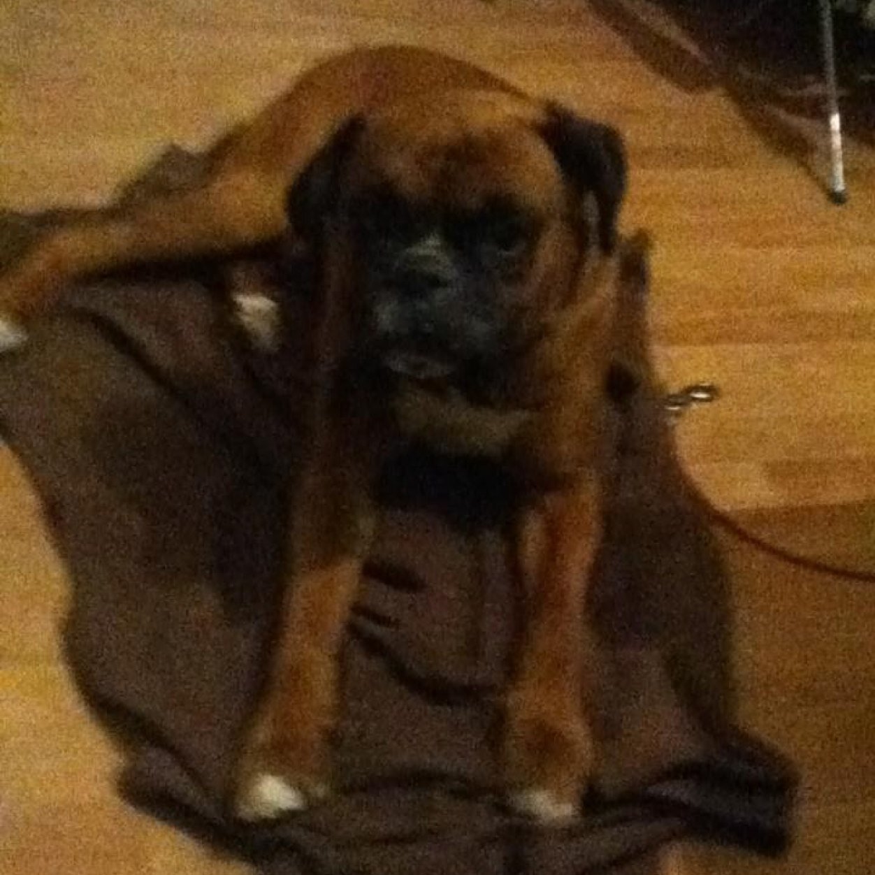 hi im rex and im a boxer i follow back