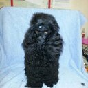 loretta Garner - @fleurtess - Twitter