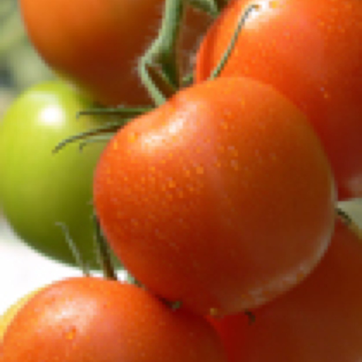 SoaveTomato's profile picture. 