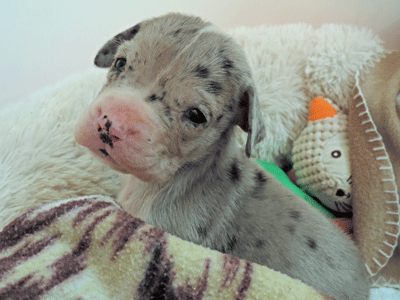 Our Mission at Animal Doctors to the RESCUE is to save and rehome unwanted sick or injured animals using our hearts, hands, and Veterinary skills.