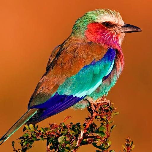 ViralForest's profile picture. We share things that make you stop and look. Stories and photos that inspire, things that are important, and links you should see.