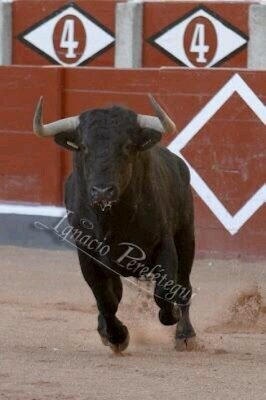 ferodobosch's profile picture. fiestero en su doble acepcion,pero sobre todo defiendo la integridad de la fiesta