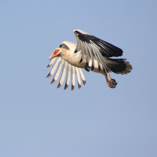 Birding in Gambia