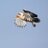 birdsingambia's profile image