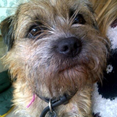 Not quite so terrible since fur-bro Archie went OTRB April '16 but doing mi best to continu iz gud werk vanquishing squizzers & gardin' da family