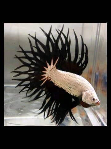 Menjual ikan cupang hias jenis Giant / PK / HM / CT. Melayani pembelian dalam partai besar. Info pemesanan. CP: Pin:276D1243 & SMS: +6282112707797