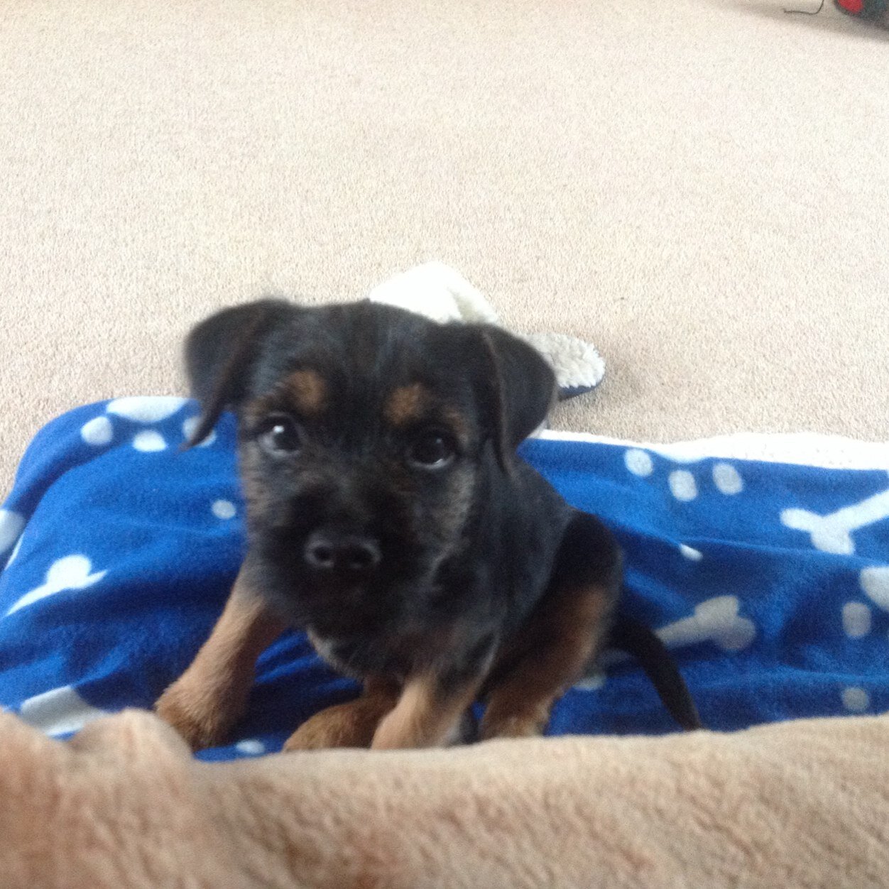 Border terrier 12  weeks old