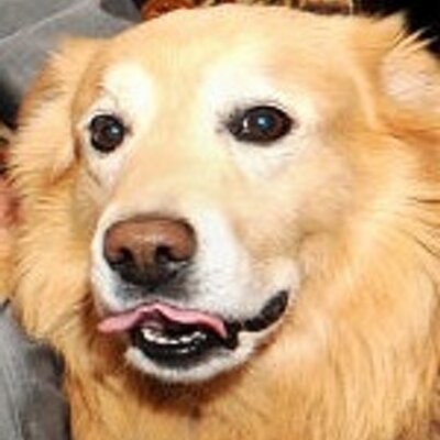 Profile Picture of Schäfer Rex-Elmayer (@RexElmayer) on Twitter