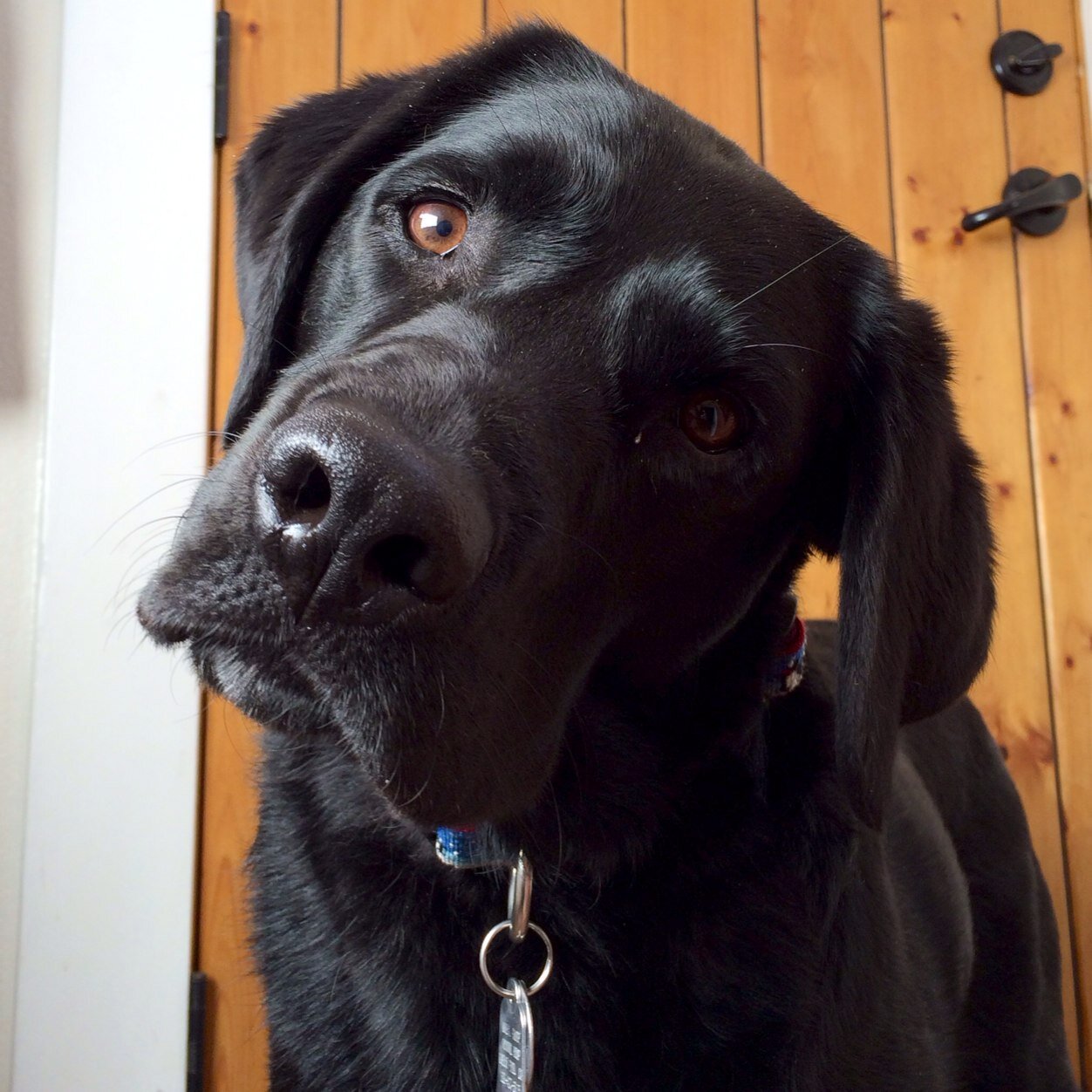 just a British Columbian Monkey Dog in Denver, eh? @esb has the thumbs so he runs this account