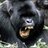 sqlgorilla's profile image