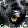sqlgorilla's profile picture. 