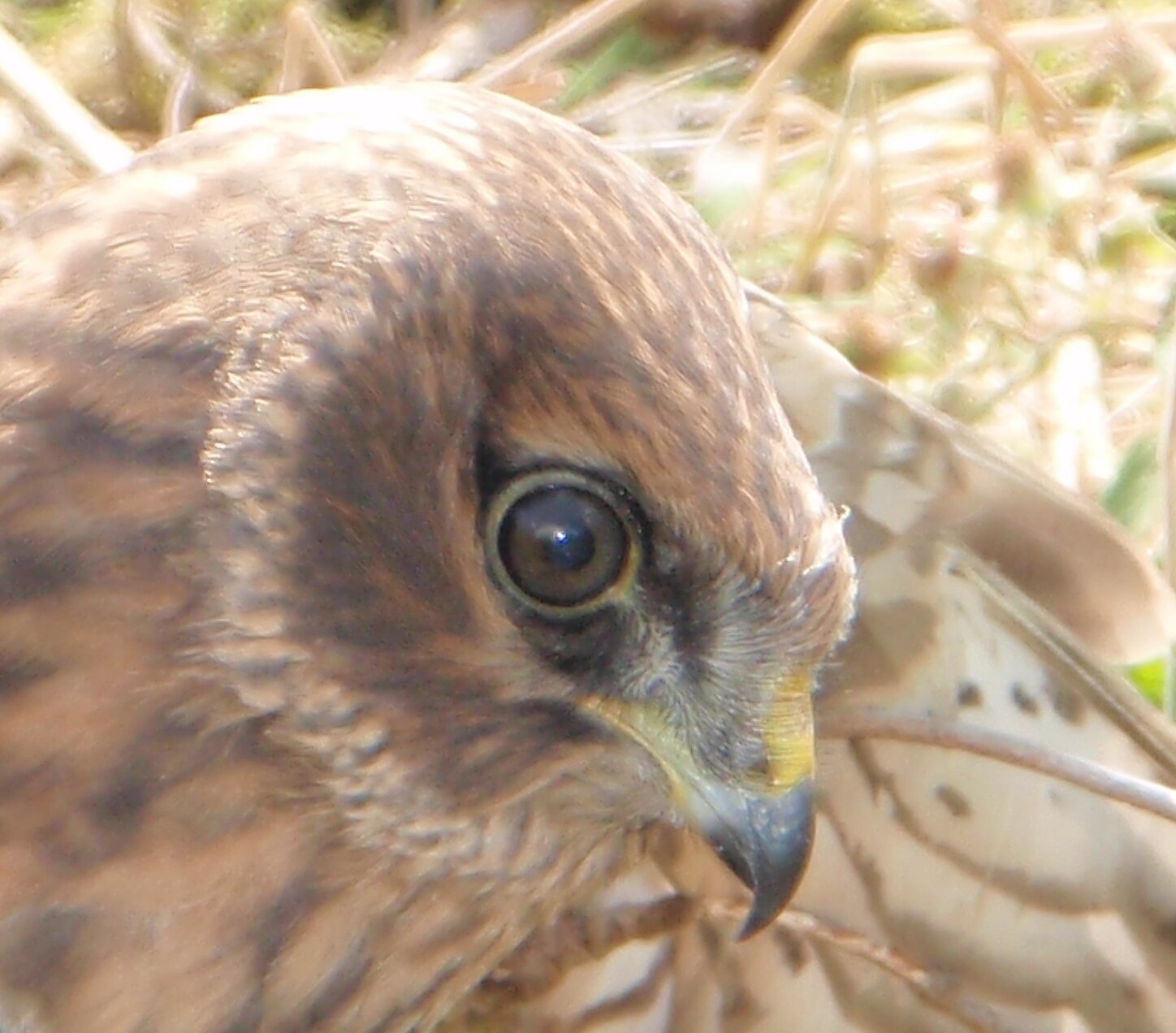 Follow the latest research on one of Ireland's and Europe's most spectacular yet rarest and most threatened birds of prey