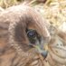 Hen Harrier Ireland (@harrierireland) Twitter profile photo Hen Harrier Ireland (@harrierireland) Twitter profile photo