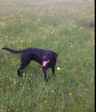 Guide Dog volunteer, boarder and mum to a lovely black labrador, who didn't make it as a guide dog due to a progressive eye condition.