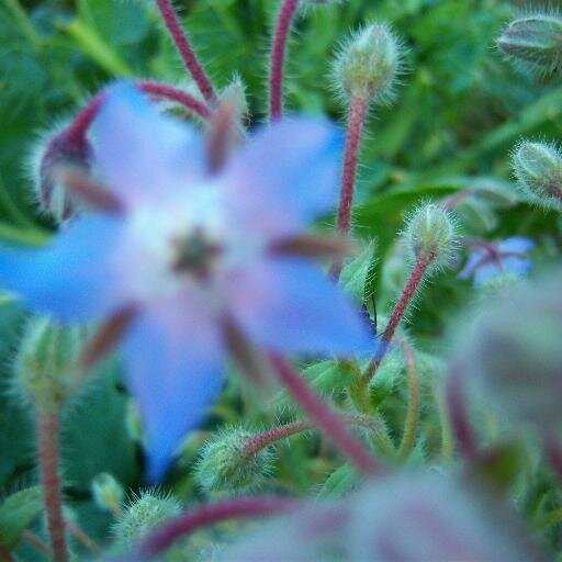 lydiatiderose's profile picture. writer, contemplative, feminist cultural critic, walk with the poor, study methodologies of domination/hierarchy, grow flowers and vegetables,