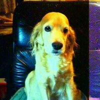 güera (@amanecer65mx) 's Twitter Profile