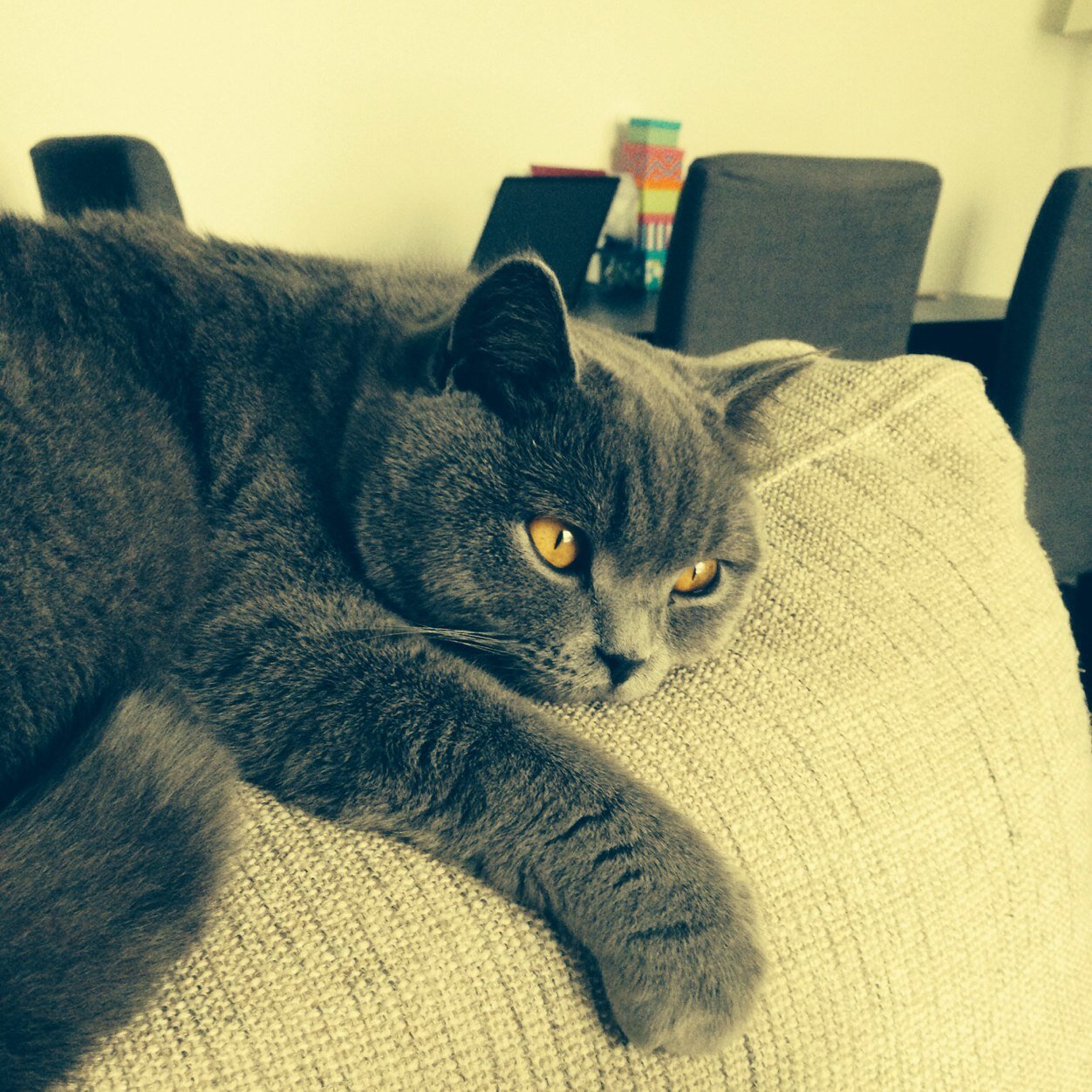 imryr's profile picture. 