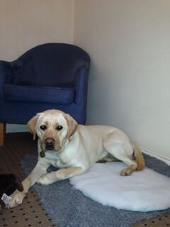 guide dog as of 18 Feb 2014. yellow lab, cheeky chappy