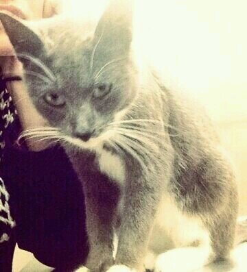 paulwesleyscat's profile picture. im the dominant partner