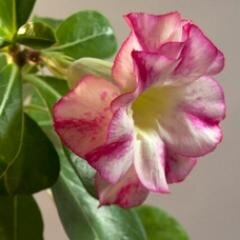 caudex_adenium's profile picture. Адениум и другие экзоты - семена здесь. Выращивание адениума из семян.