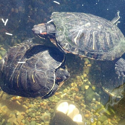 We do reptile rescue and education as a family, mostly turtles and tortoises.