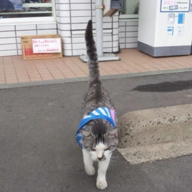 シビックType-R乗り、車と猫好きです。いつか大きなガレージのある大きな家を建てるのが夢です。