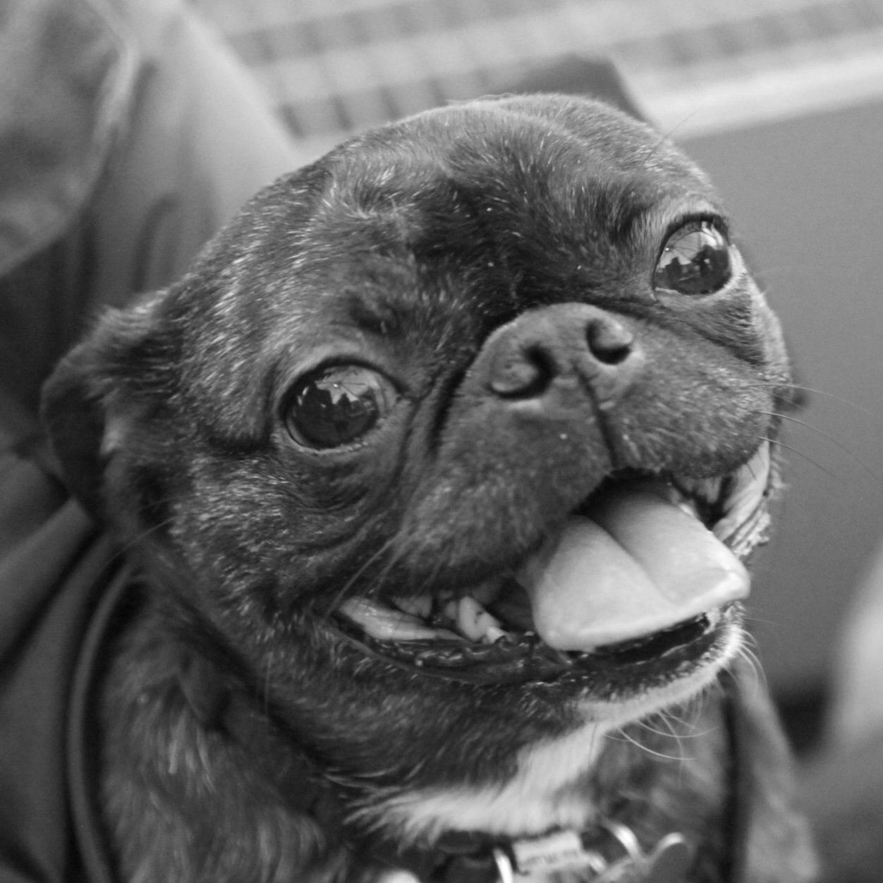 TalesThatWag's profile picture. Stories that Make Your Tail Wag.
Powered by @DogsOfInstagram.