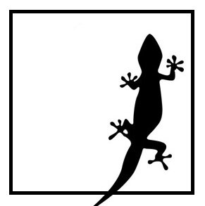 herpsandphibs's profile picture. Reptile and amphibian love!