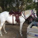 Heidi Susanne Koch - @heidisusannekoc - Twitter